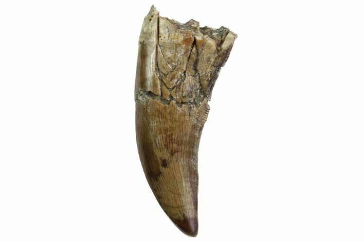 Tyrannosaur Tooth - Judith River Formation, Montana #93728